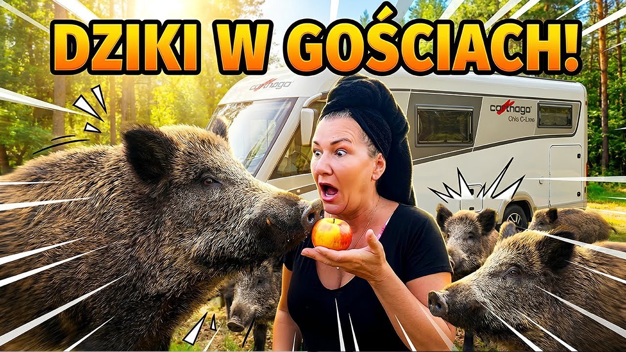 Piknik na środku morza i dziki pod kamperem 🐗 Sardynia Vlog