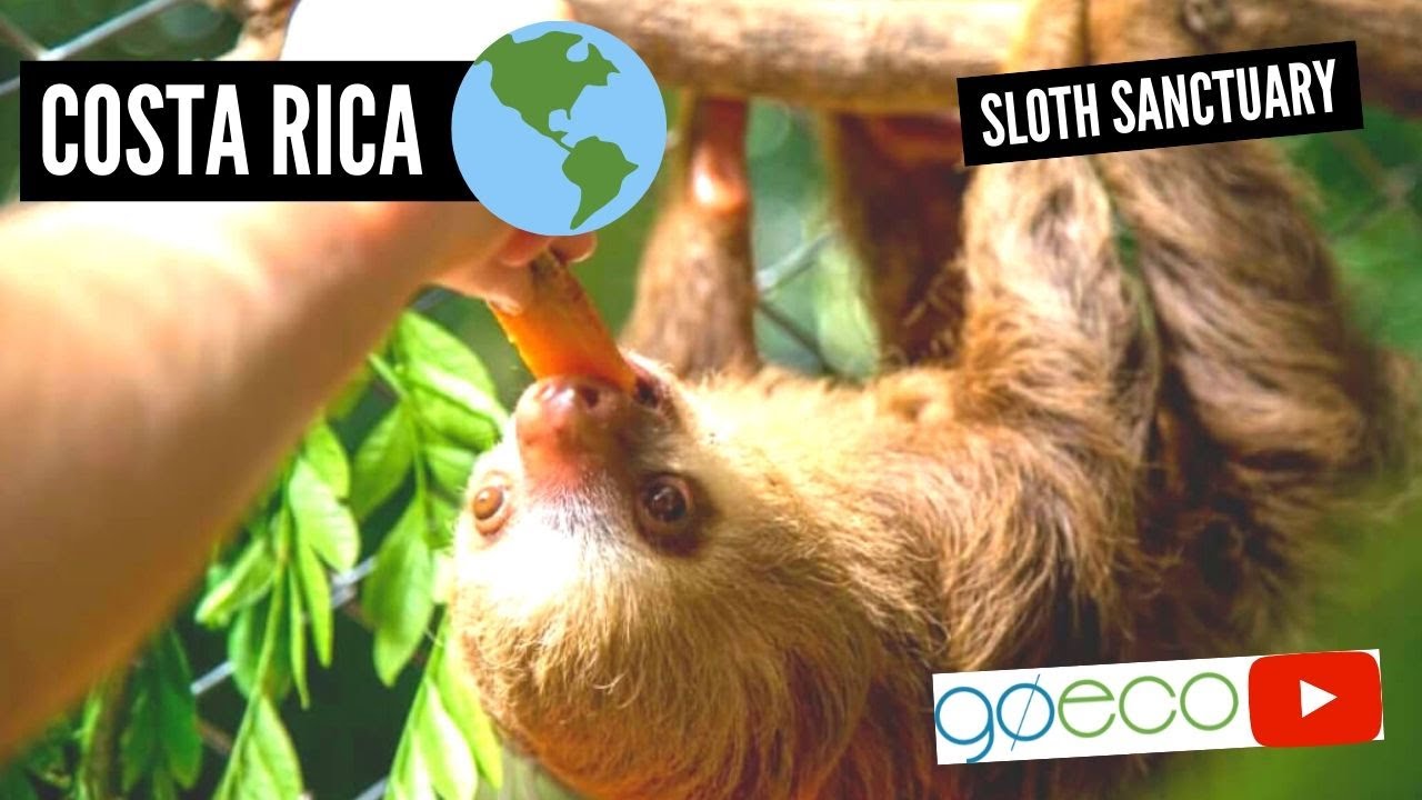 GoEco VOLUNTEER Trip Vlog - The Sanctuary SAVING Costa Rica’s Sloths