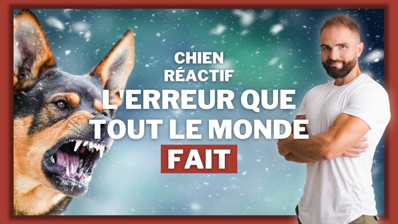 Chien r&eacute;actif, l'erreur &agrave; pas faire !