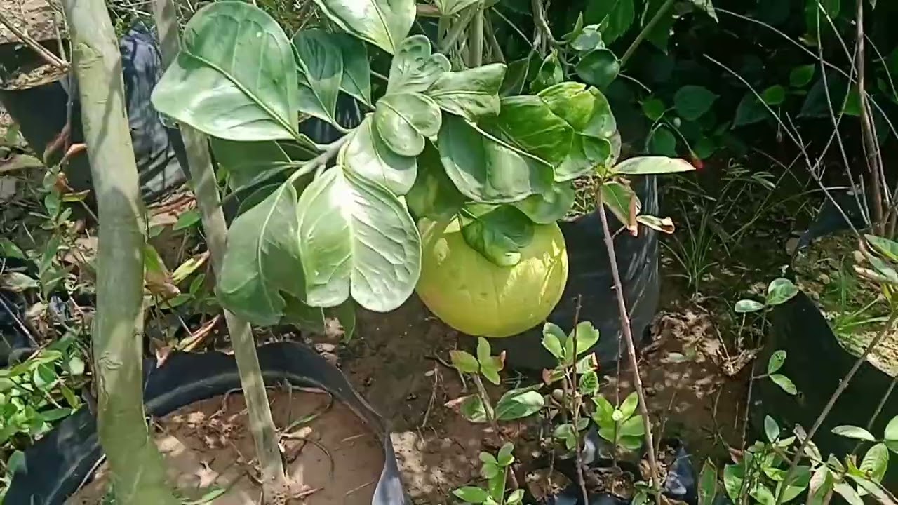 🌼Garden🌼naanga theduna poochedi kedaikula 😔#Queen ulagam