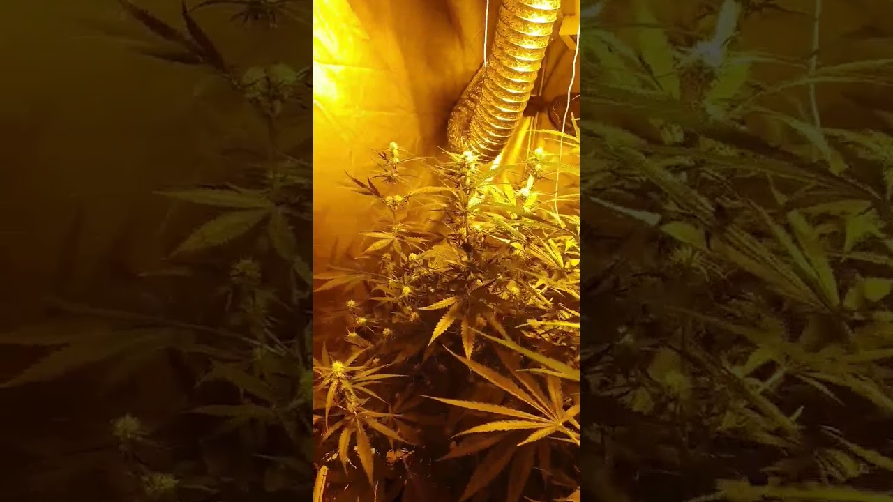 Critical Orange Punch [Star flowering Week 4]