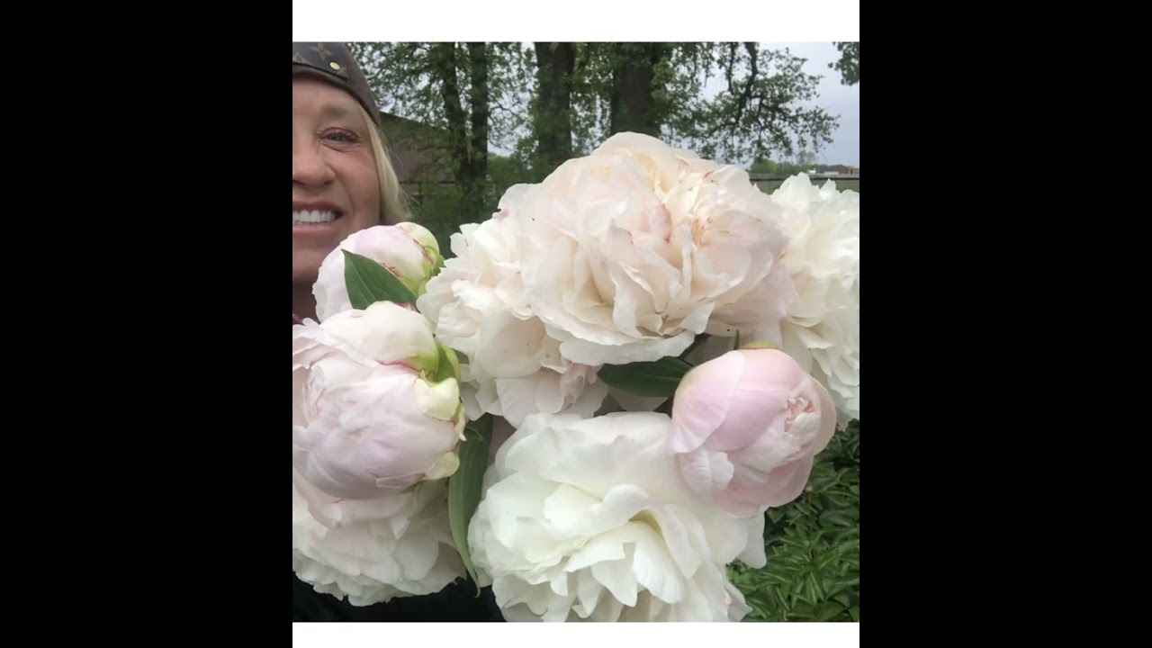 Garden Peonies🌸🌸Beautiful Tour of my favorite peonies💞🌸