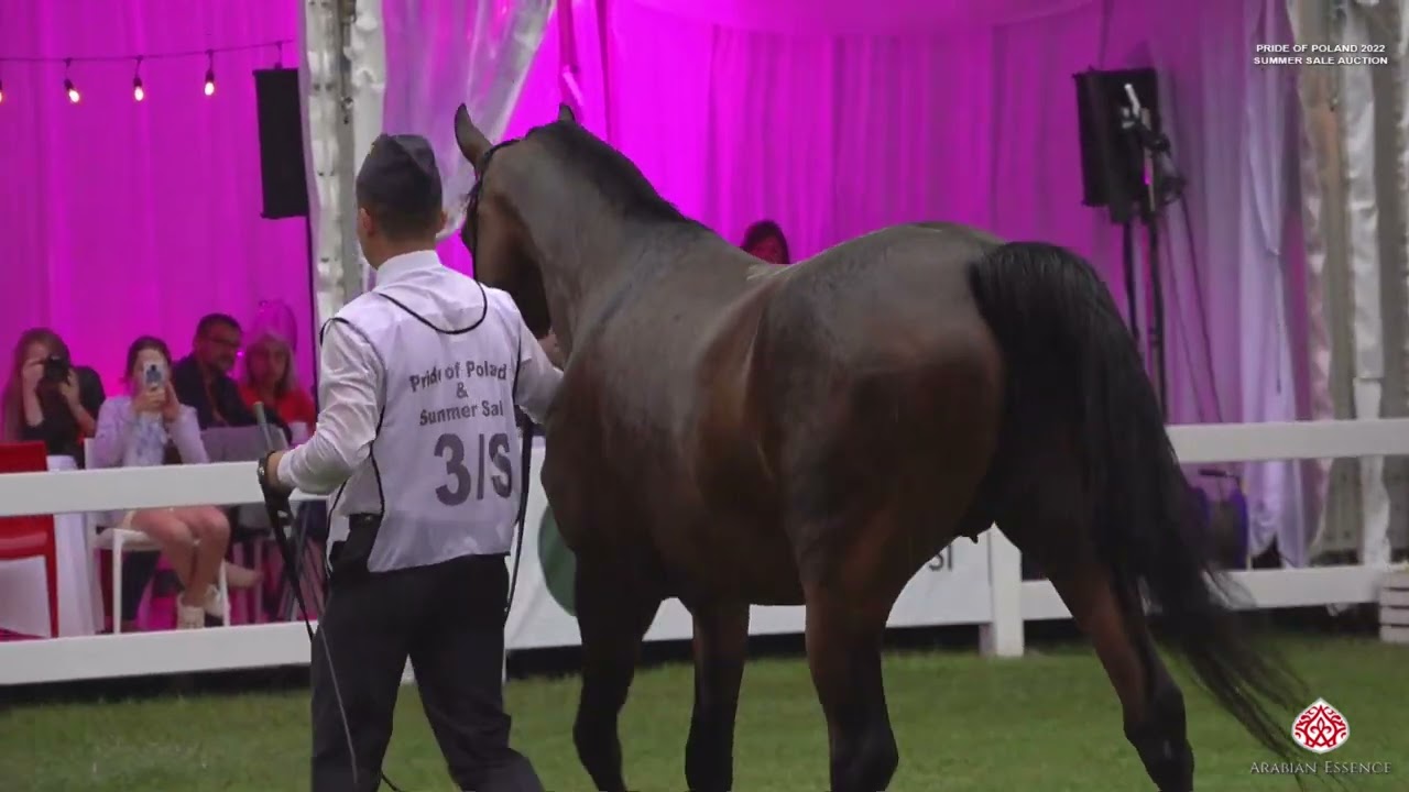 POP 2022   Polish National    Summer Sale Auction Presentation