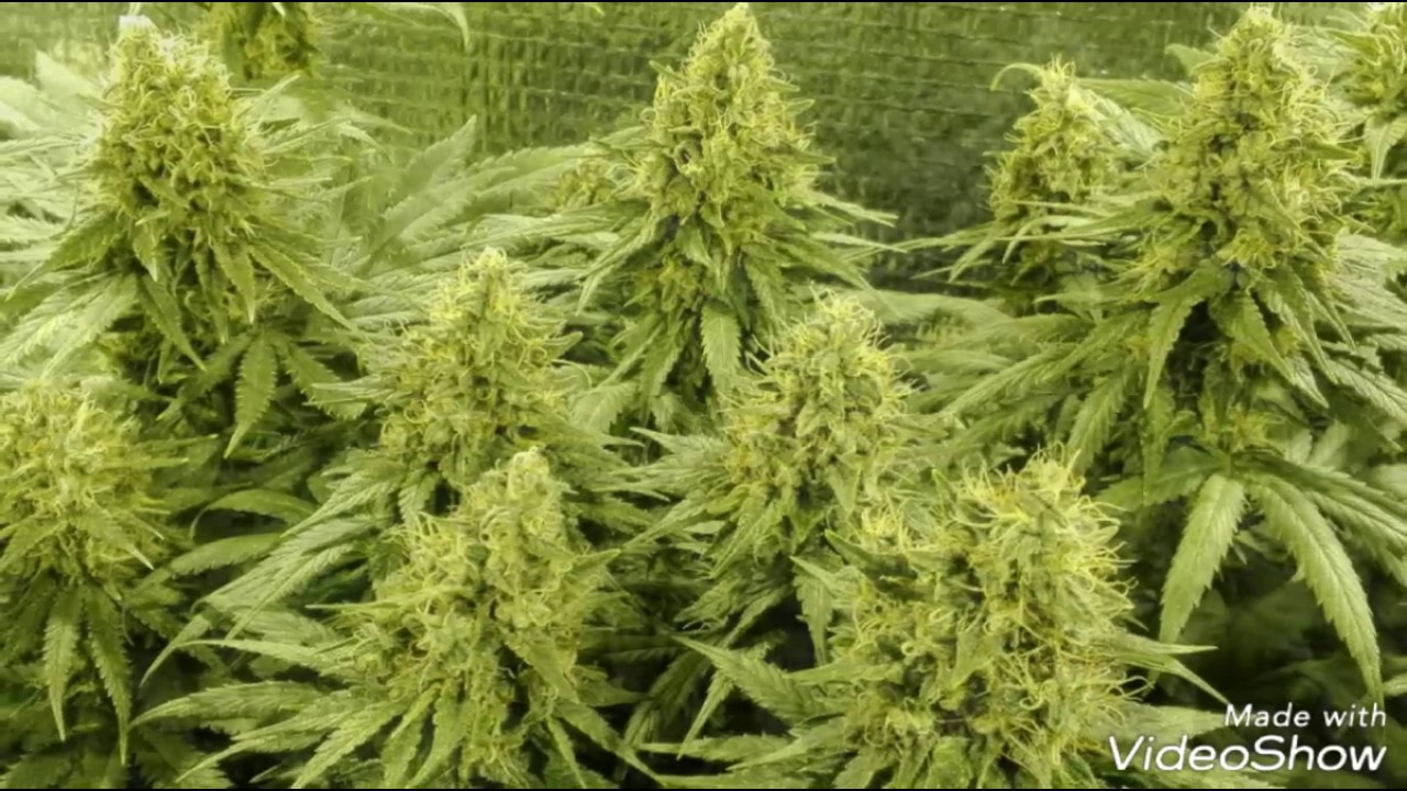 Let Them grow kweeklampen-testvideo