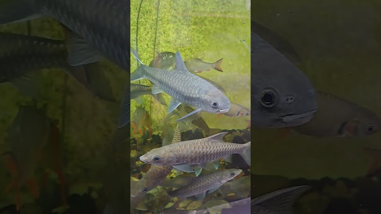 BLUE MAHSEER FISH #mahseer #fishcollection #shortvideo #shorts
