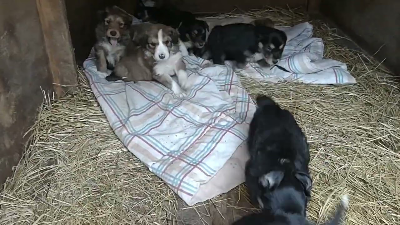 English Shepherd Puppies!