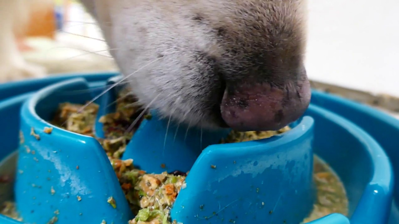 Hungry Dog Eating 