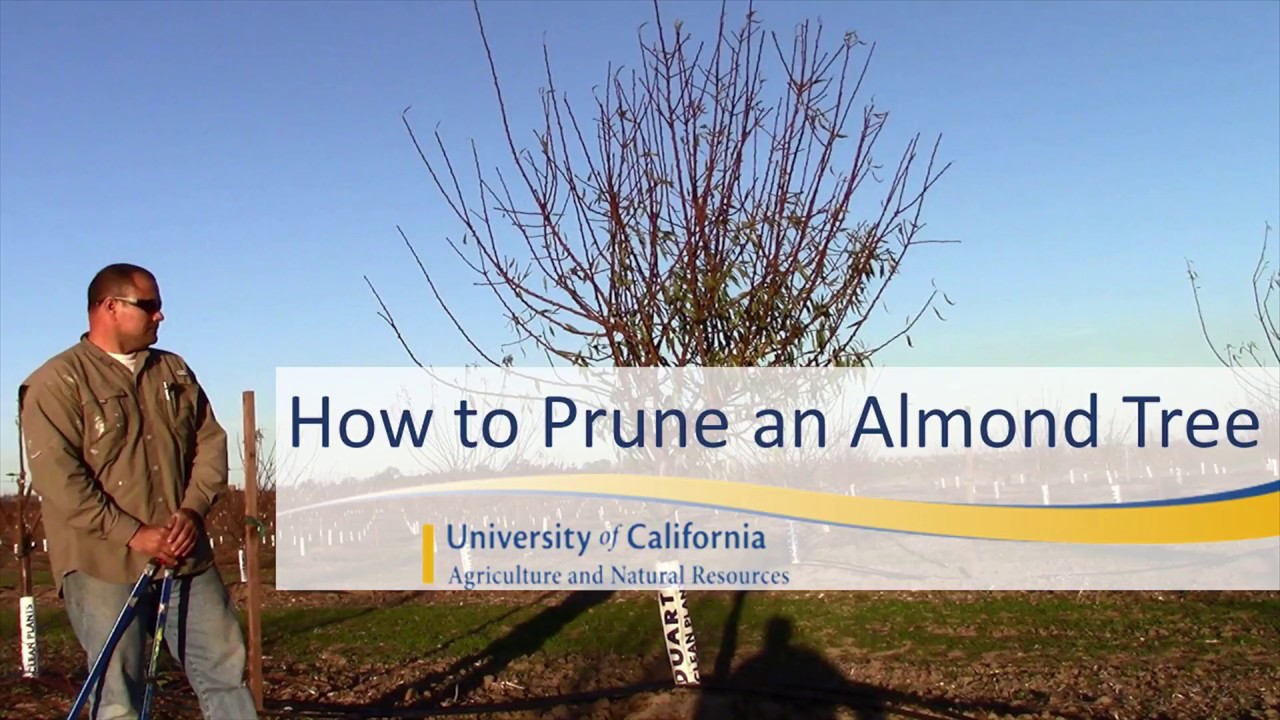 How to Prune an Almond Tree