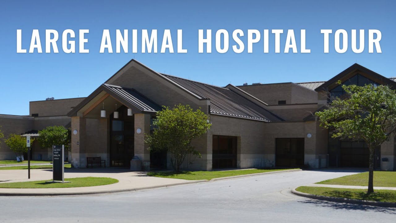 Texas A&M VMBS Large Animal Teaching Hospital Tour