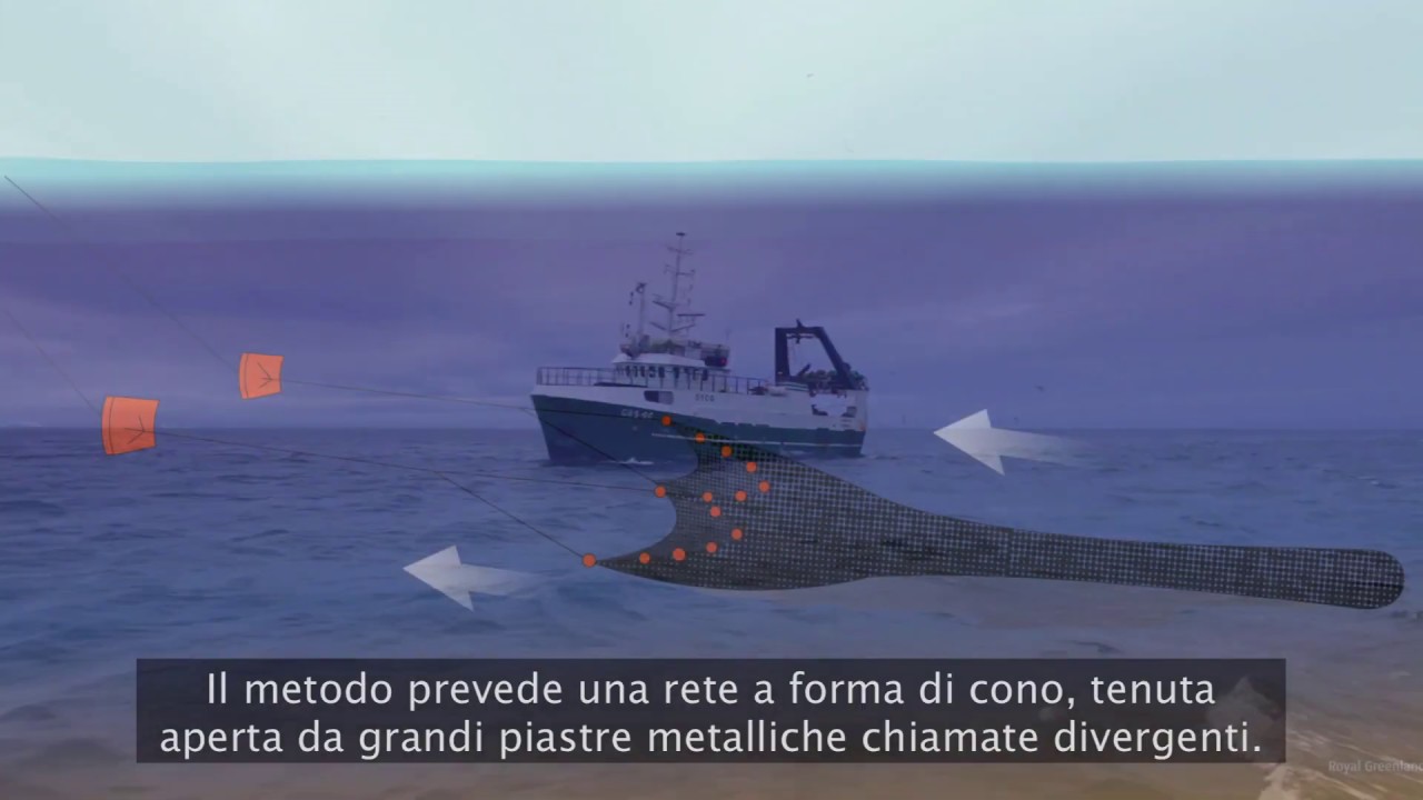 Royal Greenland Gamberi boreali - pesca e lavorazione