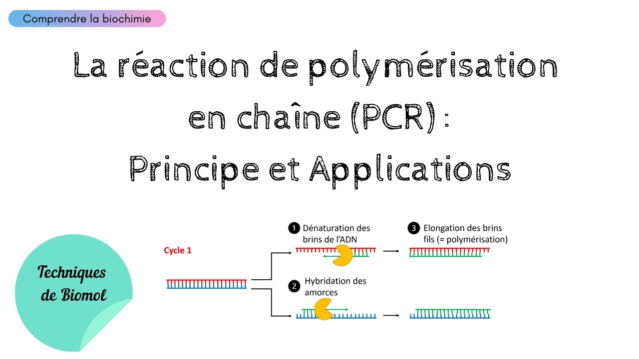 C'est quoi la PCR ? Principe et Applications | Biochimie Facile