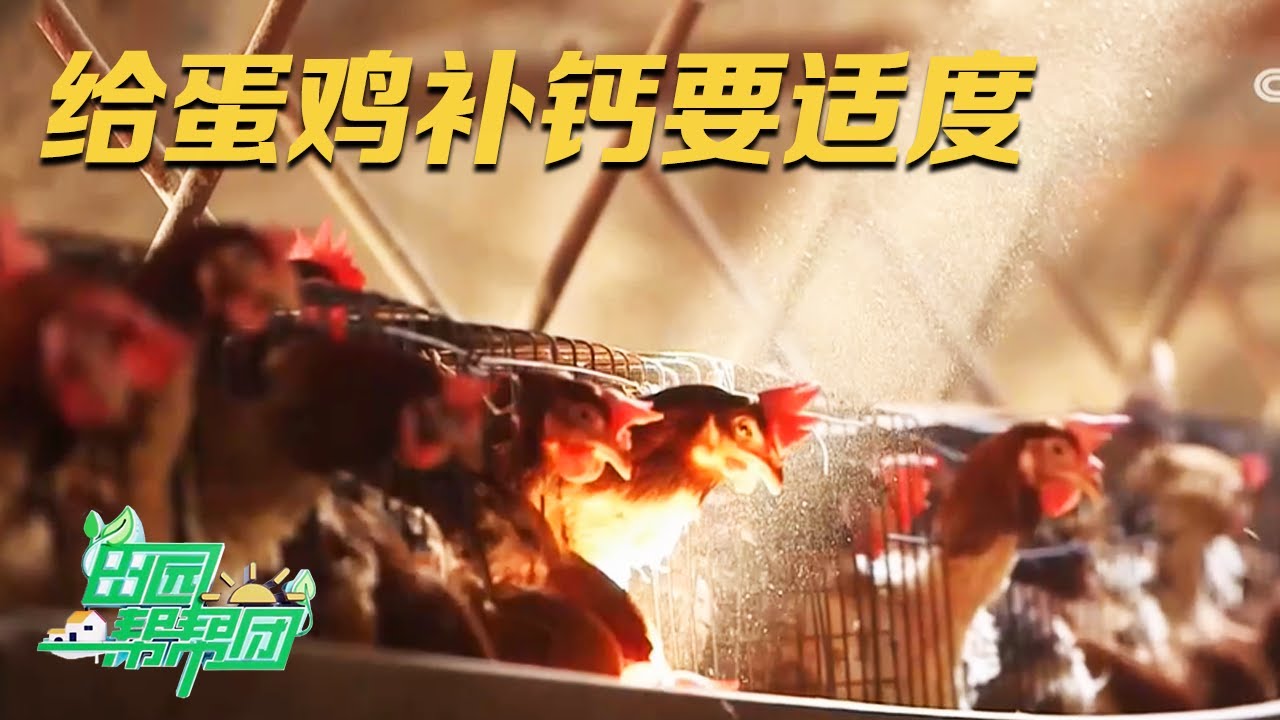 想让蛋鸡产出高品质鸡蛋，不能盲目补钙！蛋鸡专家分享养殖户常见的错误观念 |「田园帮帮团」20230822