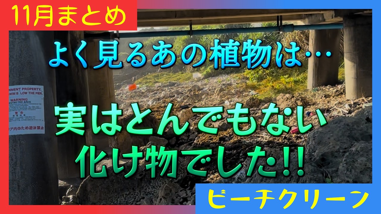 テトラ内部の闇｜さくら隊員びっくりの海岸奥｜処理ミスは命取り｜衝撃の外来植物｜男子必見！最高の秘密基地｜ゆうひ児童公園前｜宜野湾市｜昆布ビーチ｜うるま市