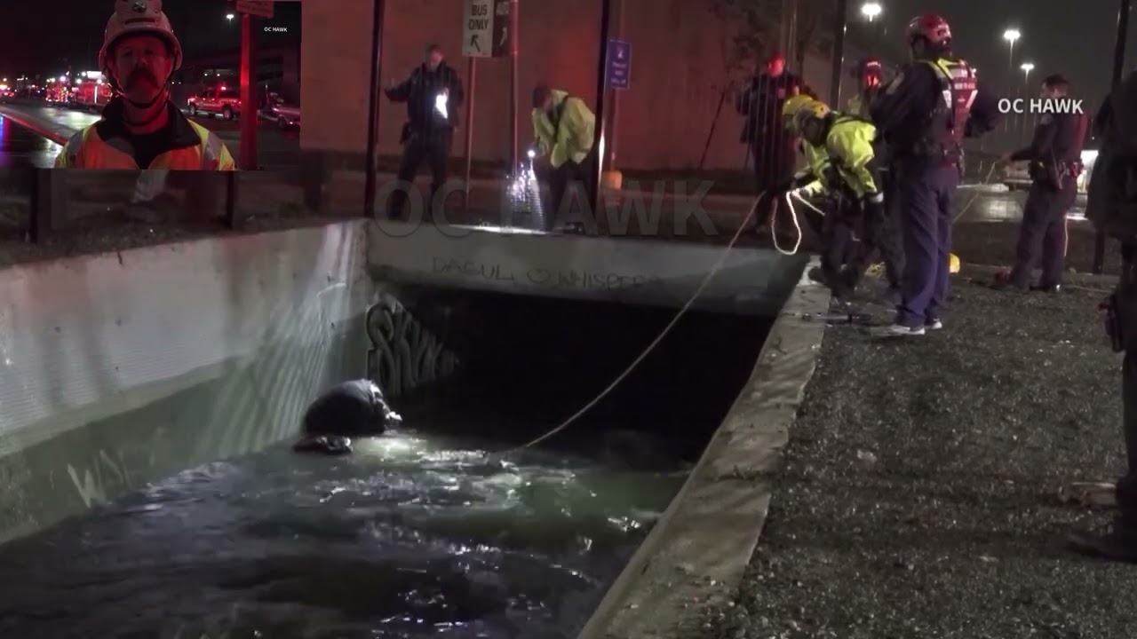 Man rescued from flood control channel  while 1 of his dogs did not make it