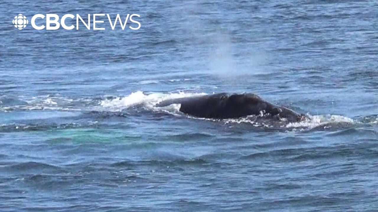 The goal is fewer dead whales. DFO plans to use new gear to reduce entanglements
