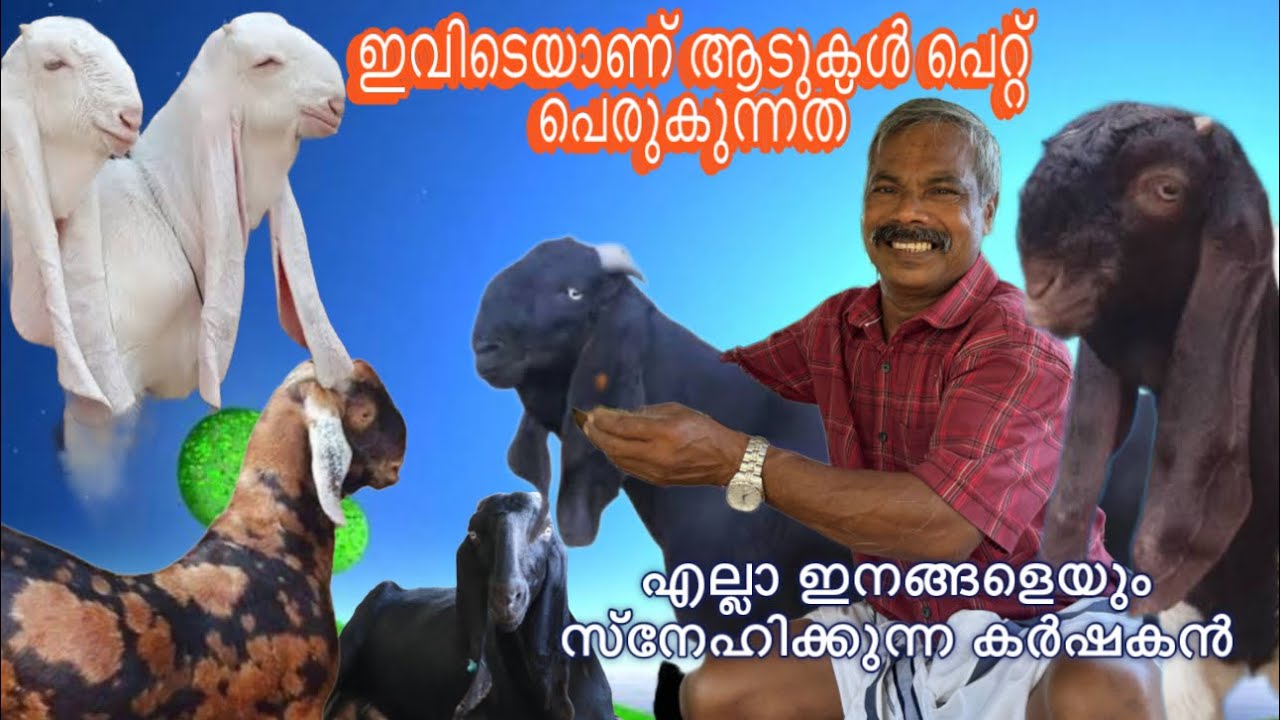 വിവിധ ബ്രീടുകളിലുള്ള ആടുകൾ പെറ്റ് പെരുകുന്നു goat farming malayalam