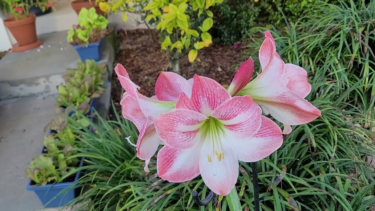 My Stunning Apple Blossom 🌸 Amaryllis