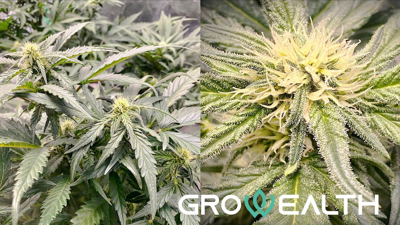 Growing With Full Spectrum LED Grow Light G4800 (480 Watts)