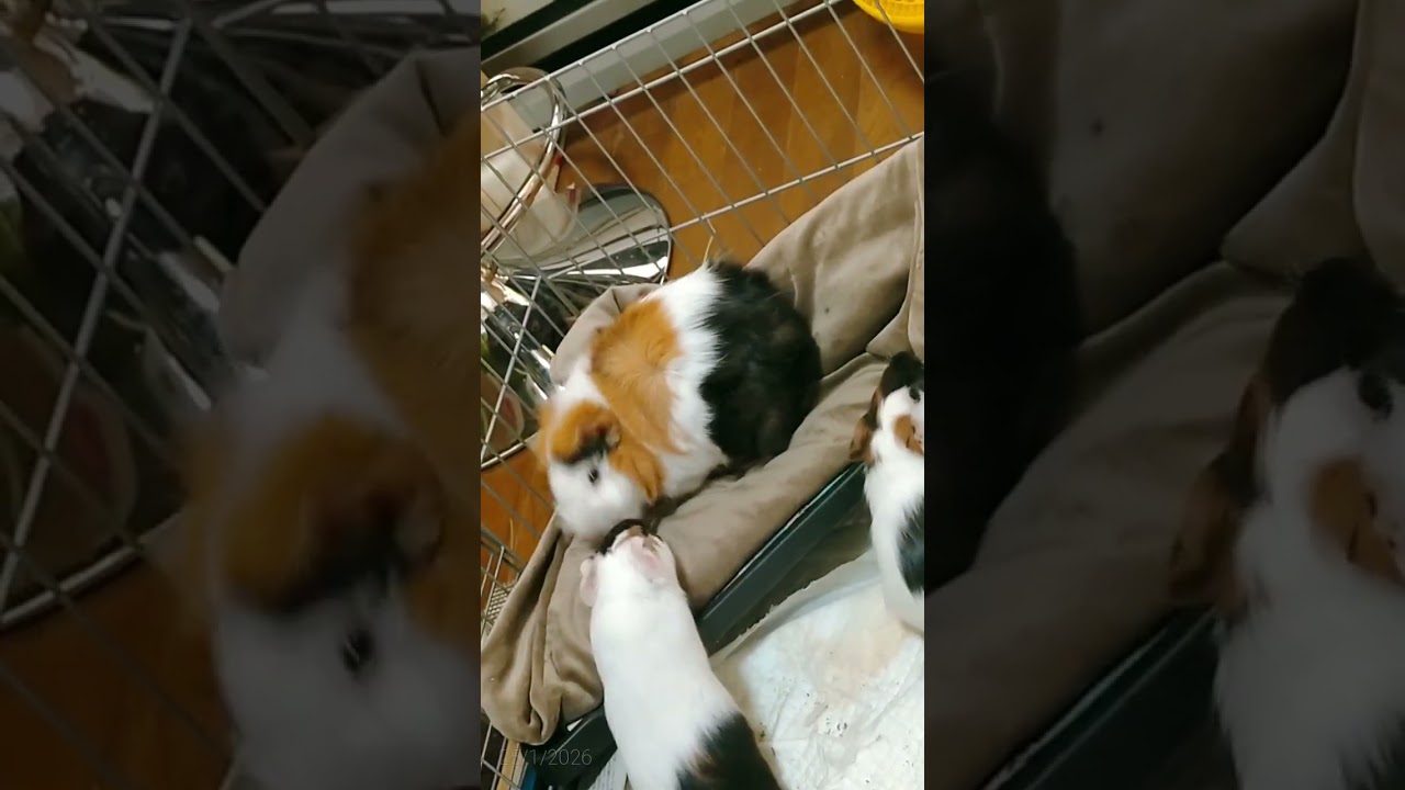 They are so happy.long version