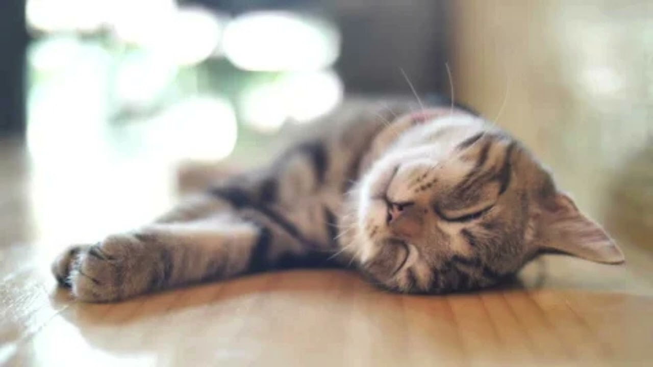 Sleep Music for Cats 🐾 | Relaxing Cat Music for Deep Rest