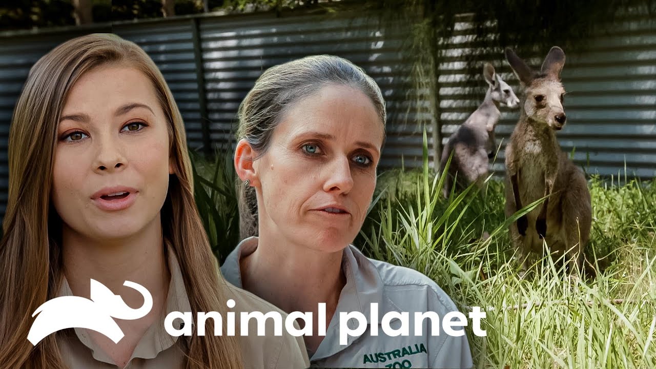 Canguros beb&eacute;s son introducidos al h&aacute;bitat | Los Irwin: Datos Curiosos | Animal Planet