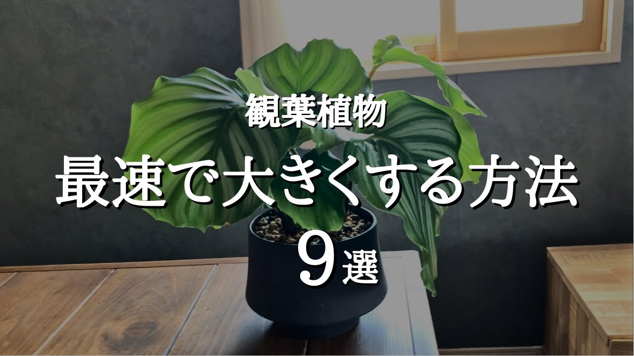 【大きく育てたいならやってみて】観葉植物を爆速で成長させる方法9選 | 日当たり | 風通し | 水やり | 肥料 |植え替え