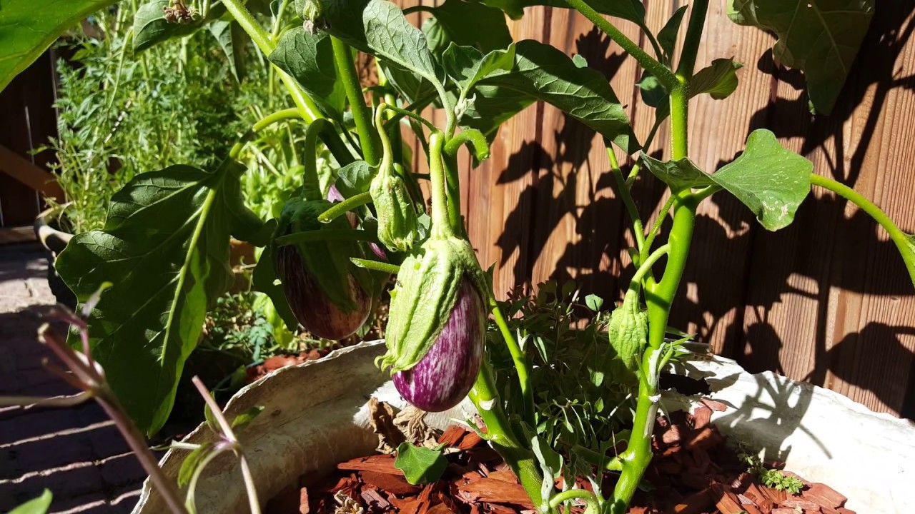 growing  egg plant in pots,desert garden june 2017