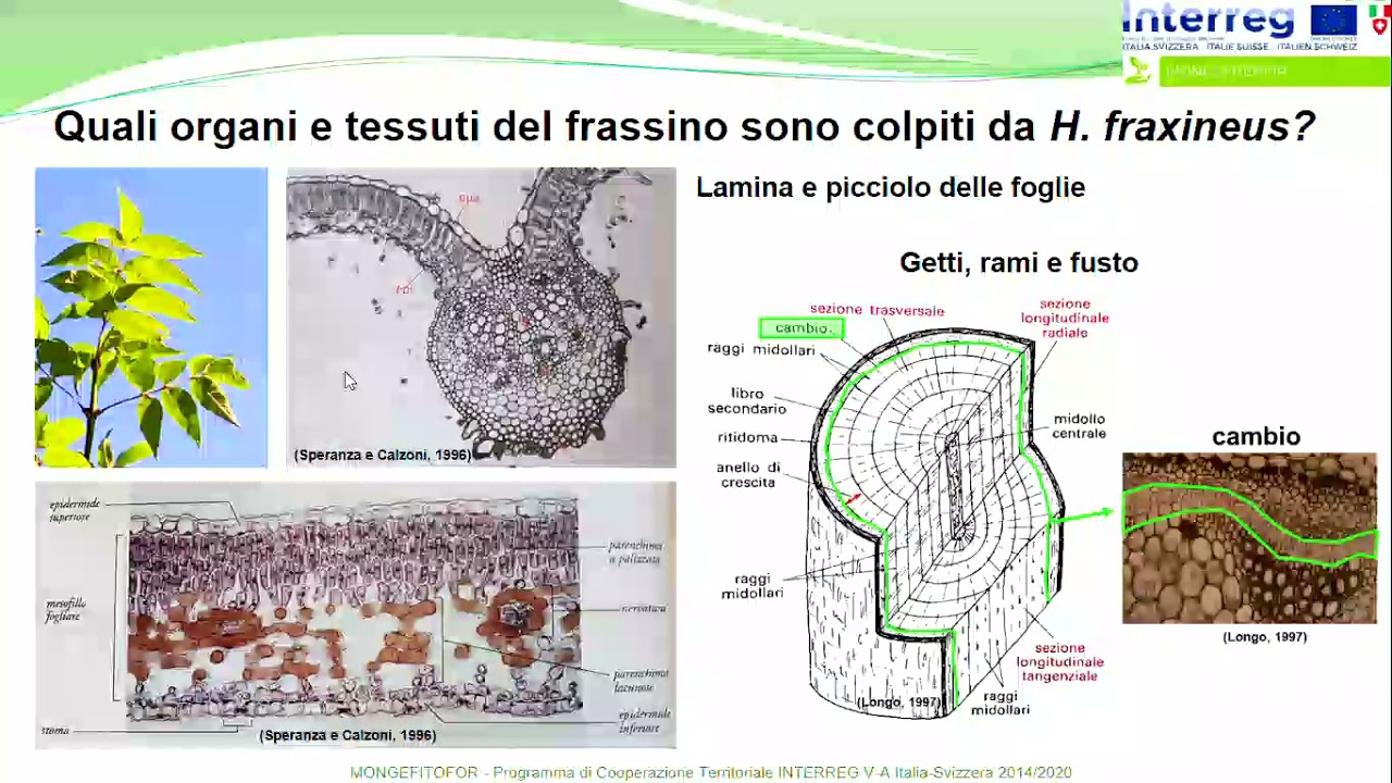 Video divulgativo deperimento del frassino