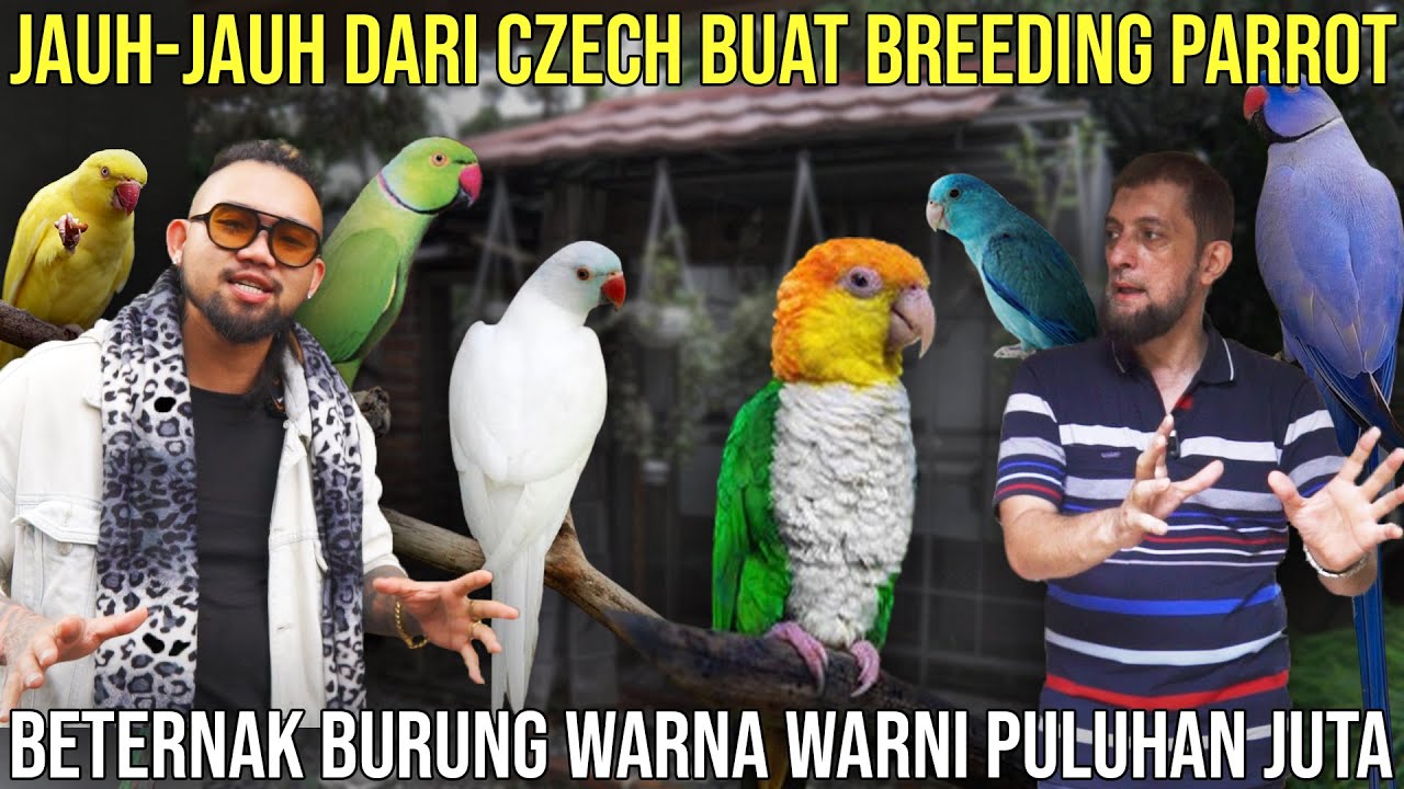 JAUH-JAUH DARI CZECH BUAT BREEDING PARROT BETERNAK BURUNG WARNA WARNI PULUHAN JUTA |PARROT BOGOR