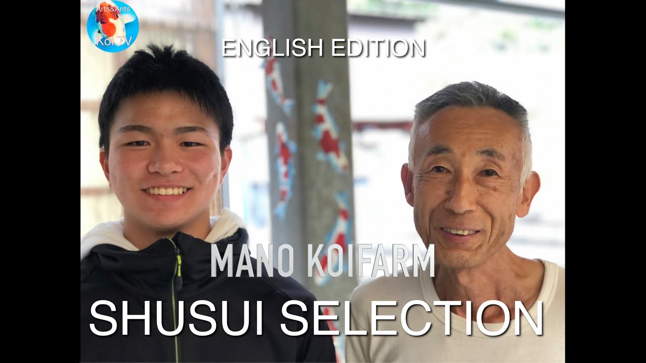 MANO KOI FARM  SHUSUI SELECTION NOV 2020