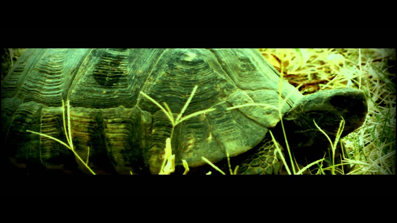 PANASONIC TM900 footage