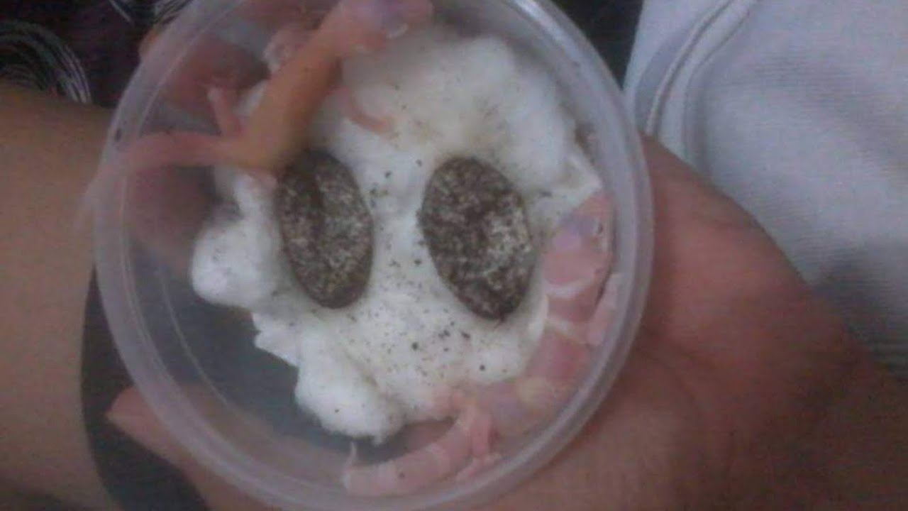 Cara Inkubasi Telur Leopard Gecko Dengan Media KAPAS