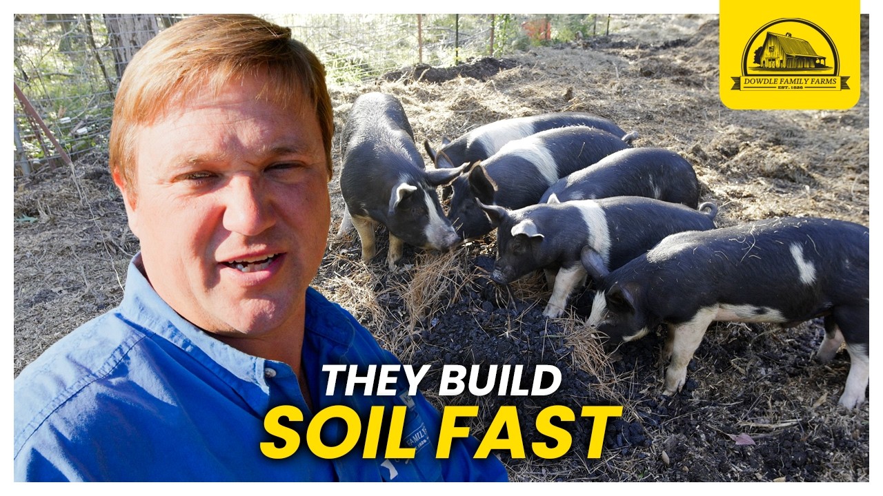 Why Pigs Are the Secret Weapon for Turning Dirt into Fertile Soil
