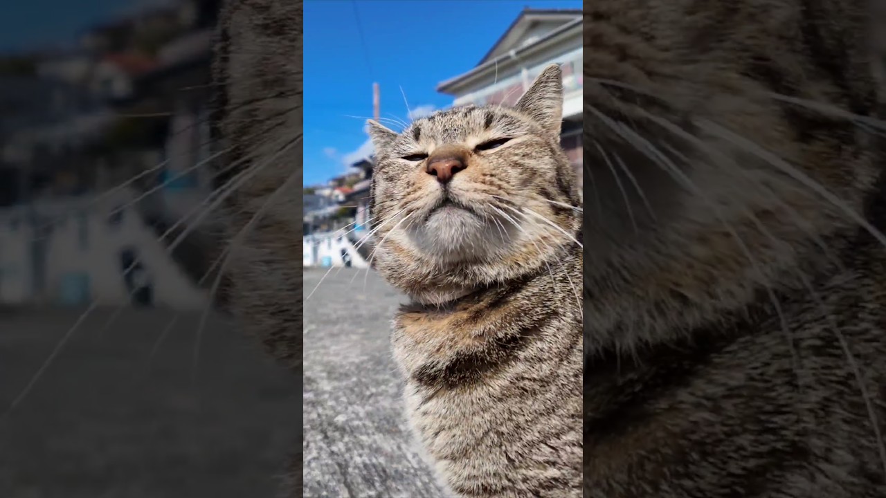 #ImpressedCatVideo #catisland #Cat