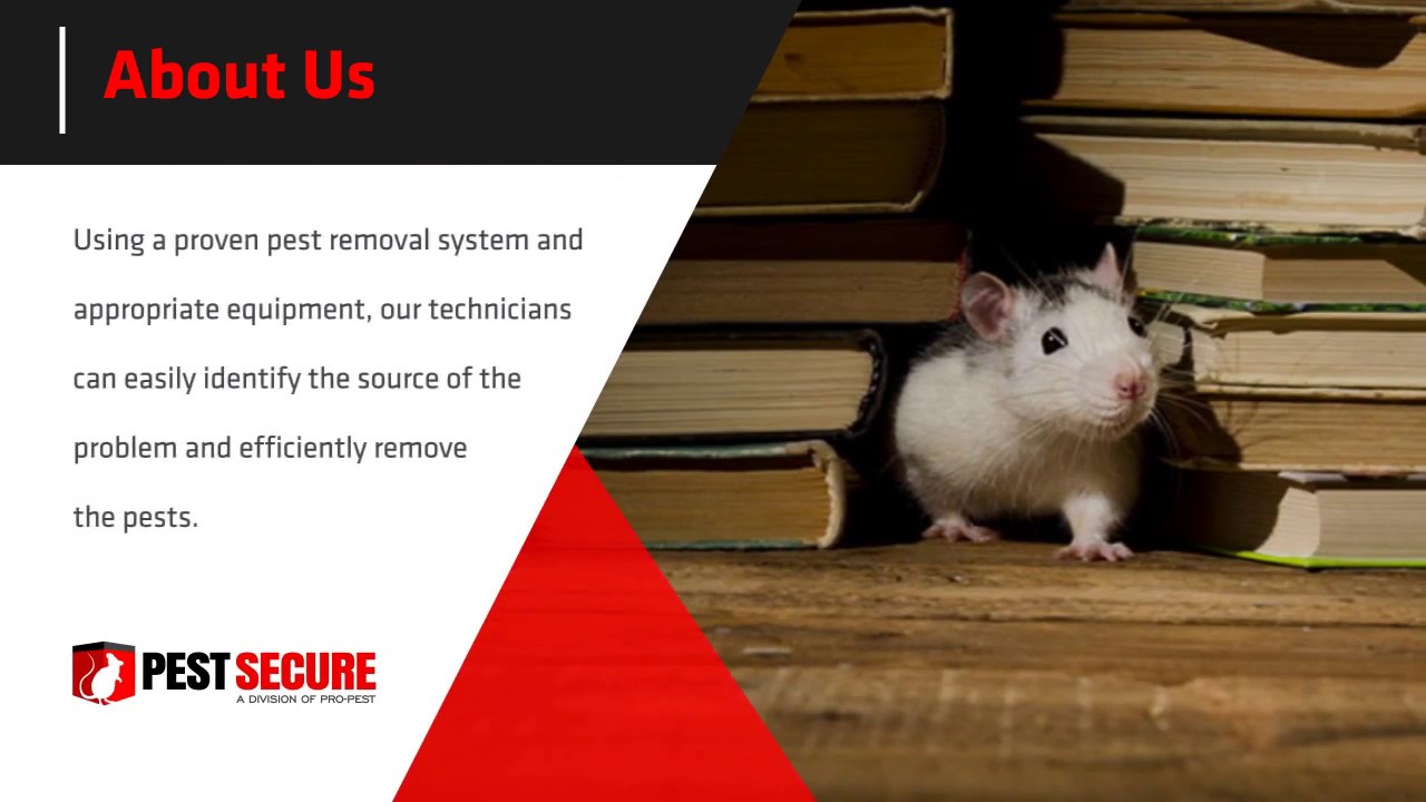Pest Secure Toronto: A Division of Pro-Pest