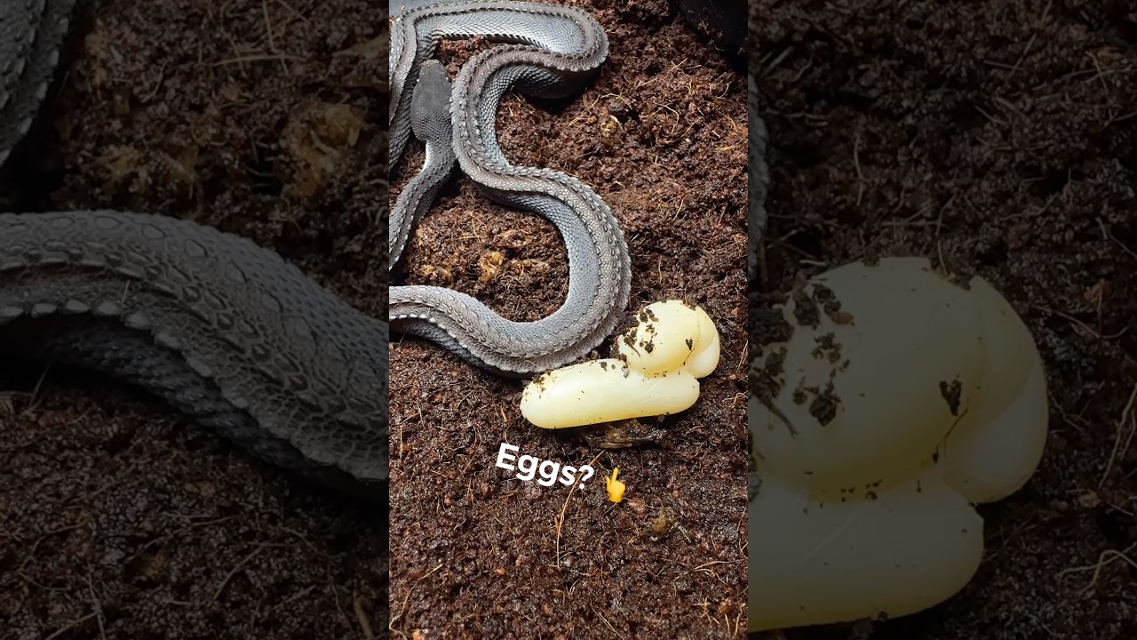 Разведение драконовых змей &mdash; AquaTerra Exotic Pets