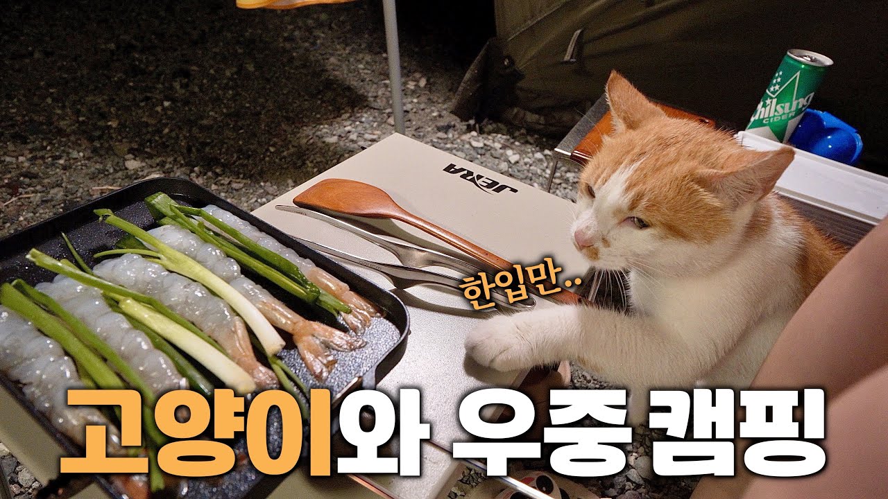 착한 고양이들과 힐링 우중 캠핑 / 함평 주포 오토캠핑장  