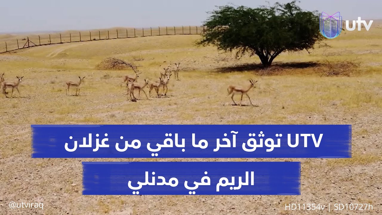 كاميرا UTV توثق آخر ما تبقى من غزلان الريم في مندلي.. اختفاء أكثر من 90% وسط ظروف غامضة
