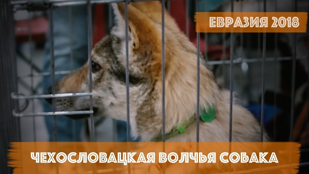 Чехословацкая волчья собака | DogTalk