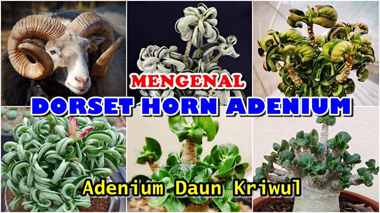 Mengenal Varian Dorset Horn Adenium (DHA)