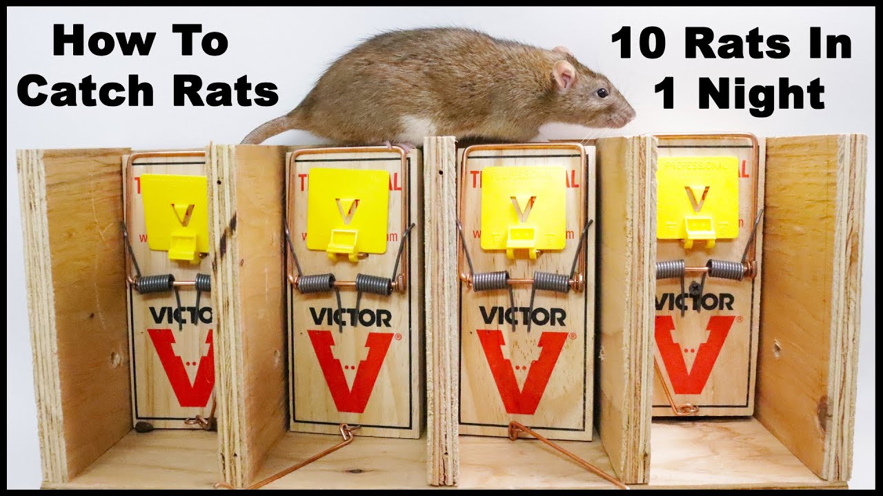 The Best Way To Trap Rats. The Ultimate Rat Trapping System. Mousetrap Monday