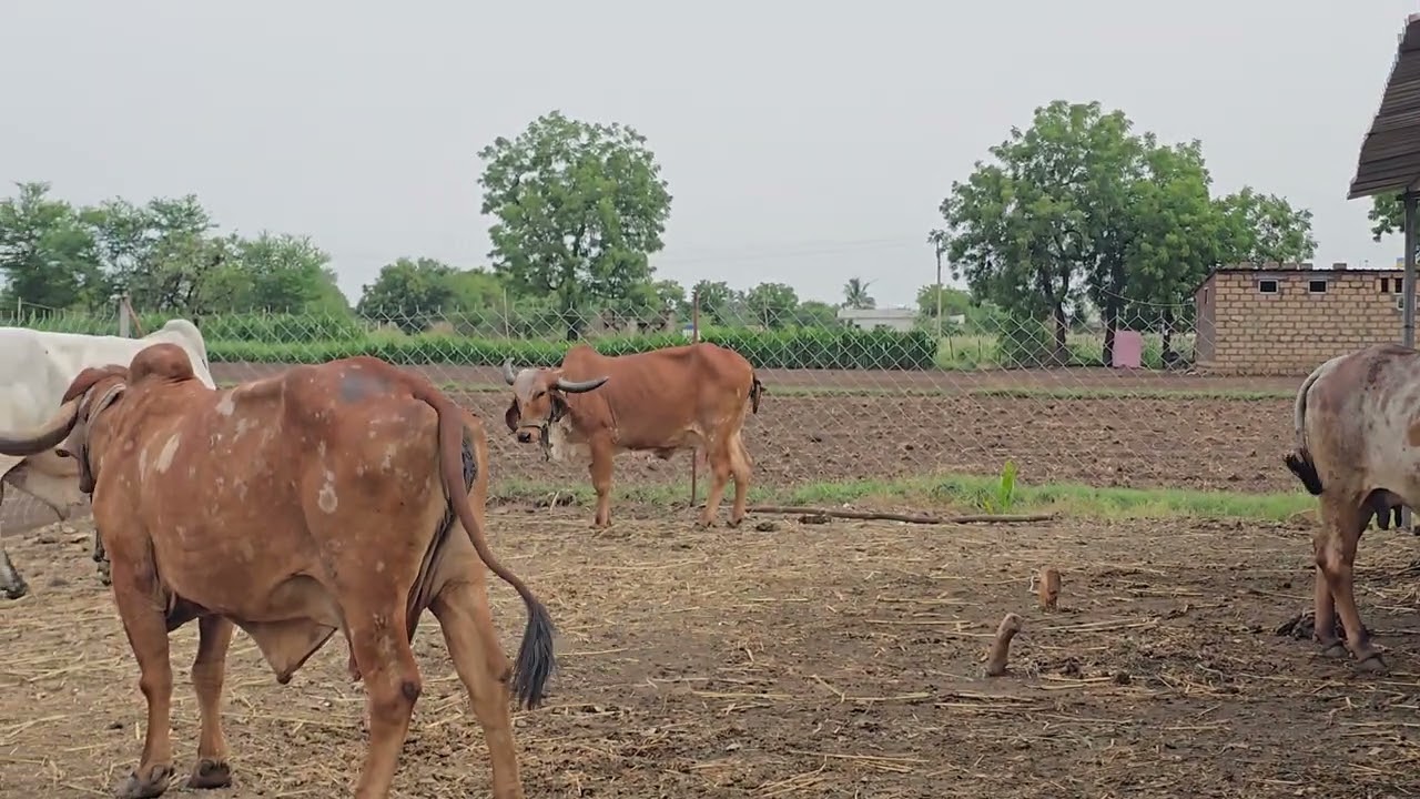 જય દ્વારકાધીશ, ફુલ મસ્તીમાં આજે બધી ગાયો #villagelife #cow #gircow #gujarat #trending #krishna