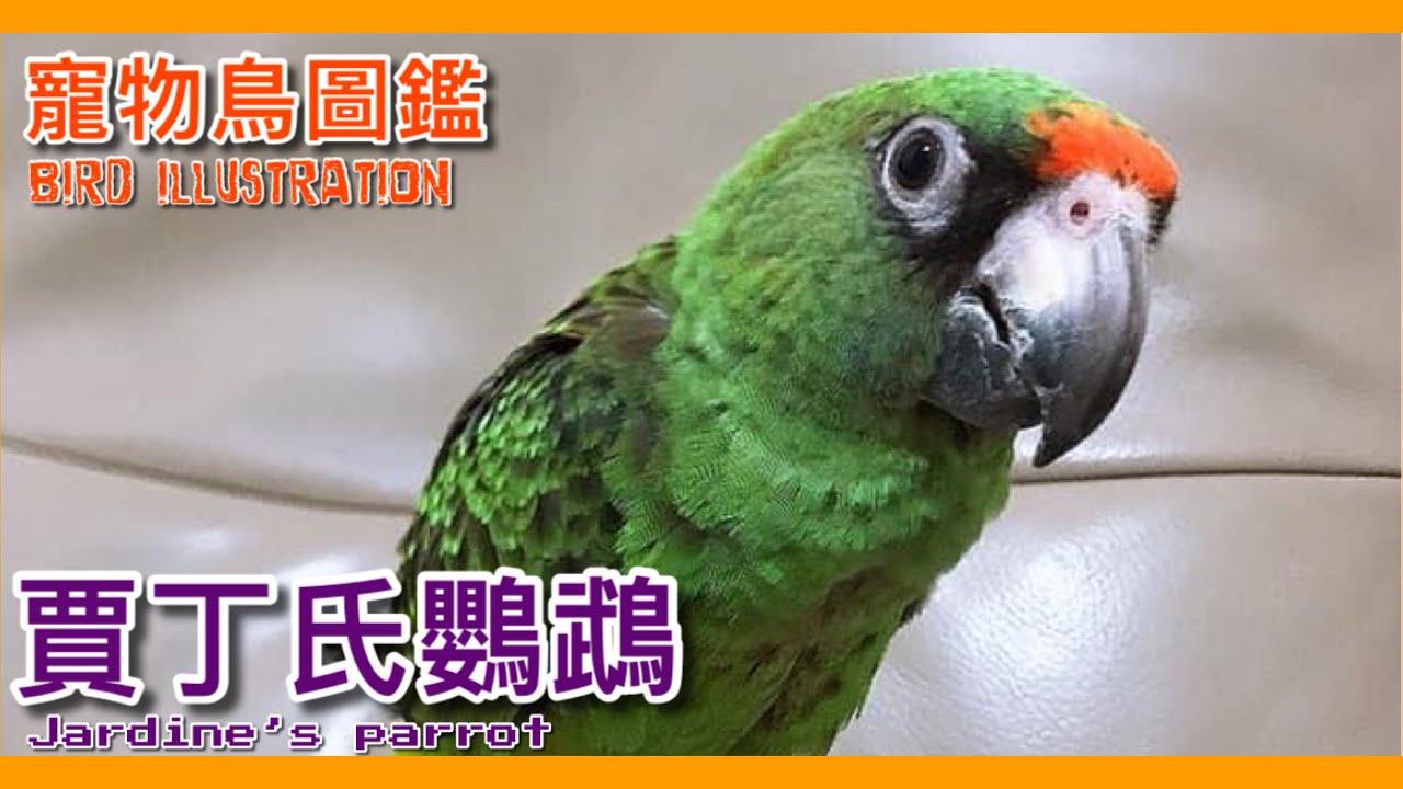 鈣質與鸚鵡的關聯？低調奢華的完美寵物鳥「賈丁氏鸚鵡」！【鸚鵡小木屋】【寵物鳥圖鑑EP25】