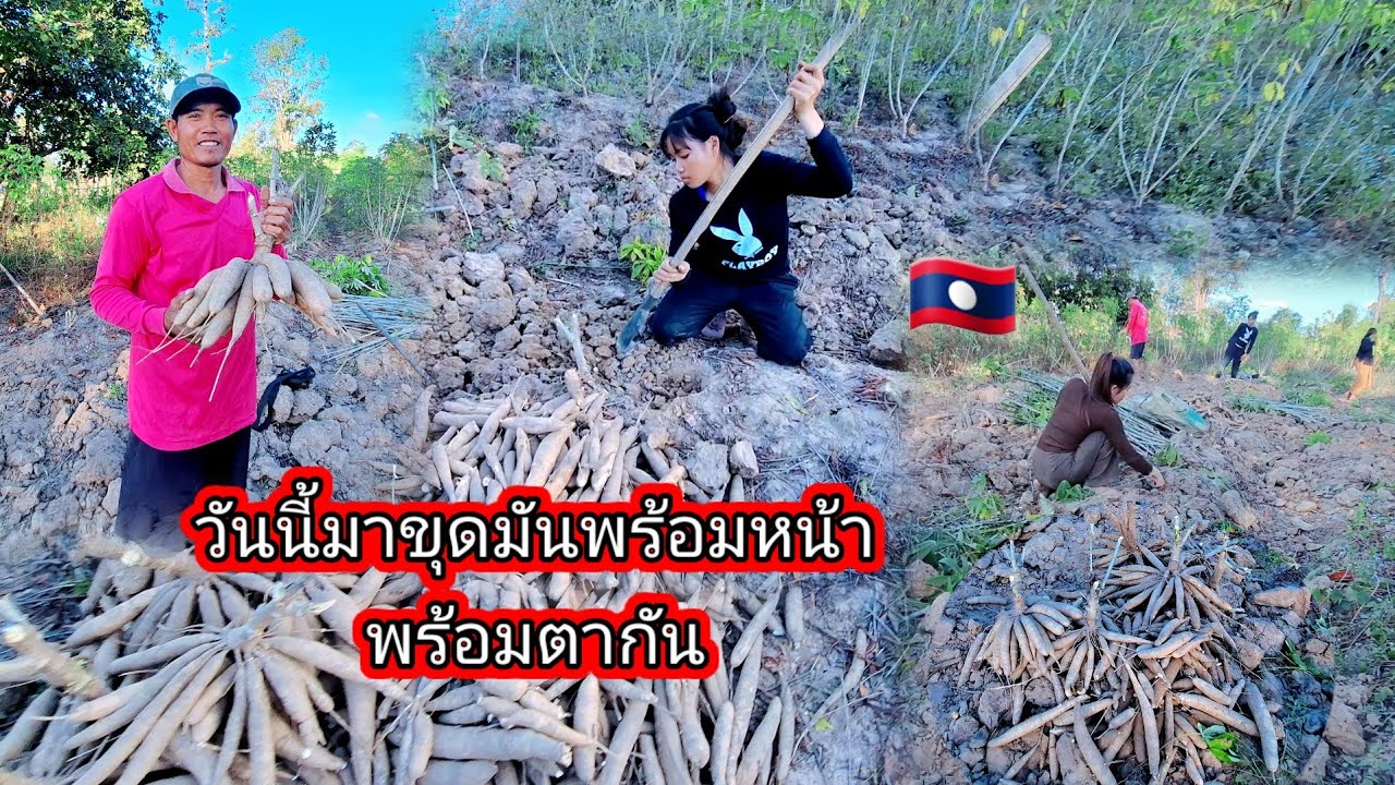 #วันนี้มาขุดมันพร้อมหน้าพร้อมตากันมีคนมาช่วยขุดด้วย🥰#วิถีชาวบ้าน#อยู่ง่ายกินง่าย17 มกราคม ค.ศ. 2026