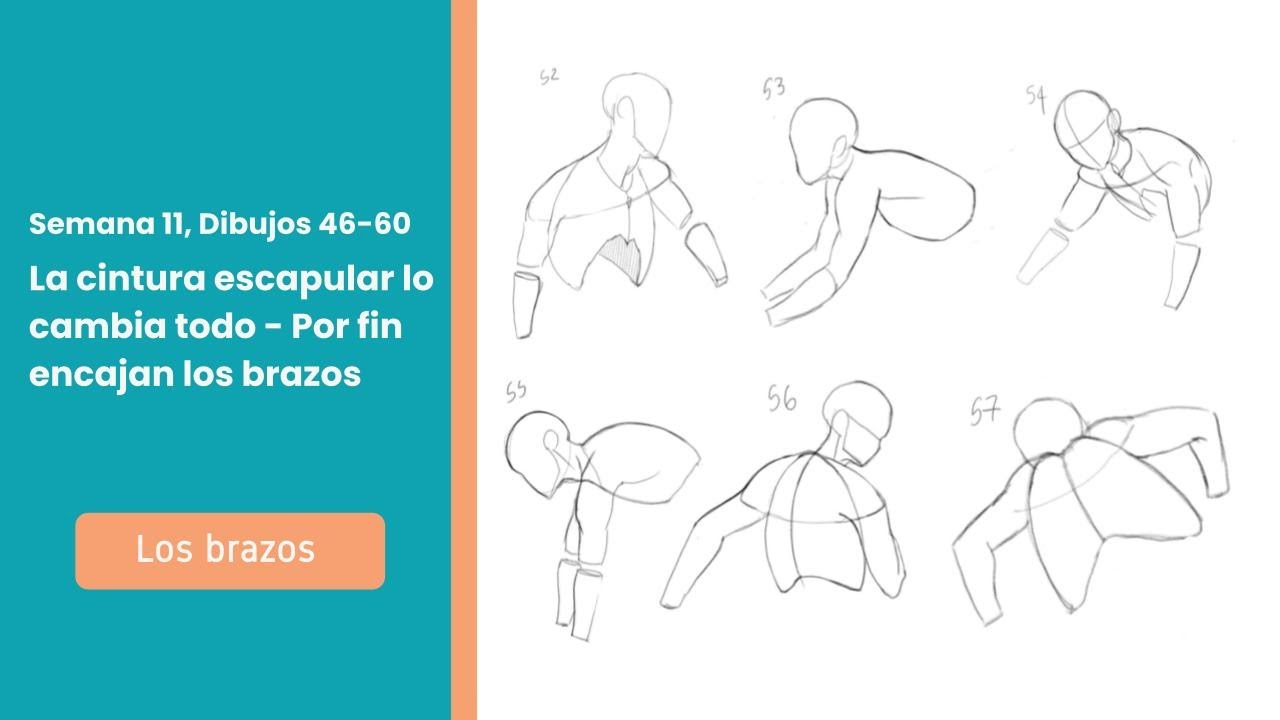La cintura escapular como clave para entender los brazos