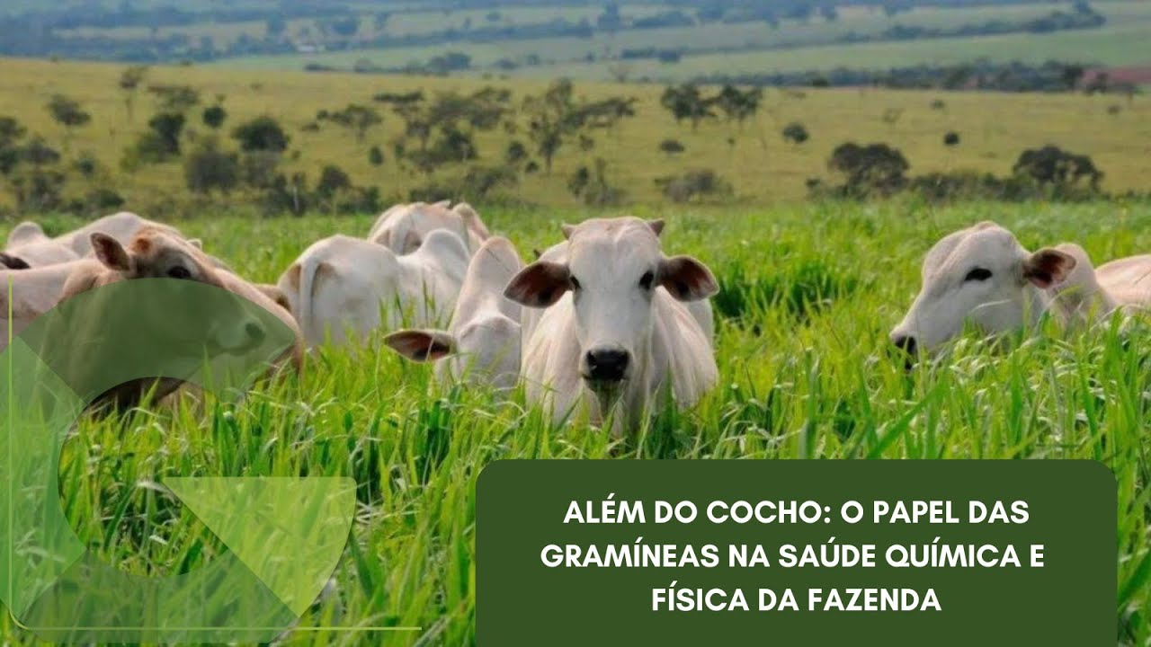 ALÉM DO COCHO: O PAPEL DAS GRAMÍNEAS NA SAÚDE QUÍMICA E FÍSICA DA FAZENDA