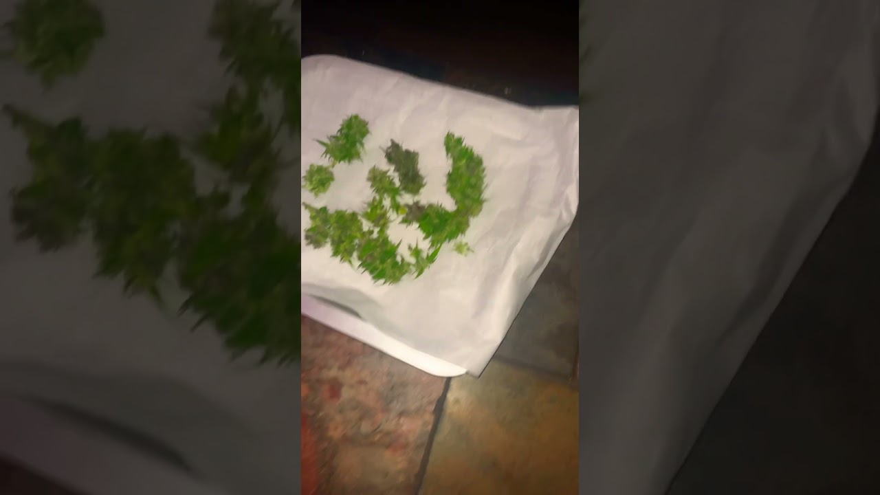 Pineapple kush almost rdy for harvest
