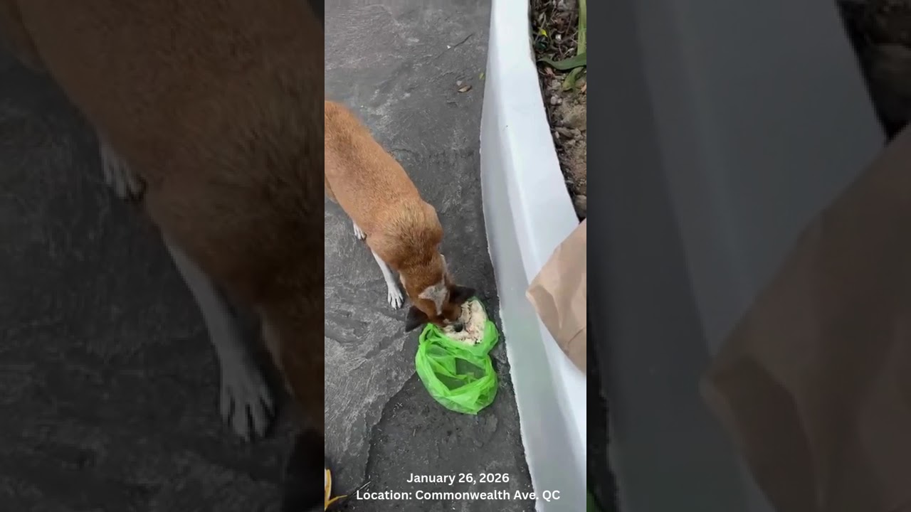 Feeding Strays: Random Acts of Kindness