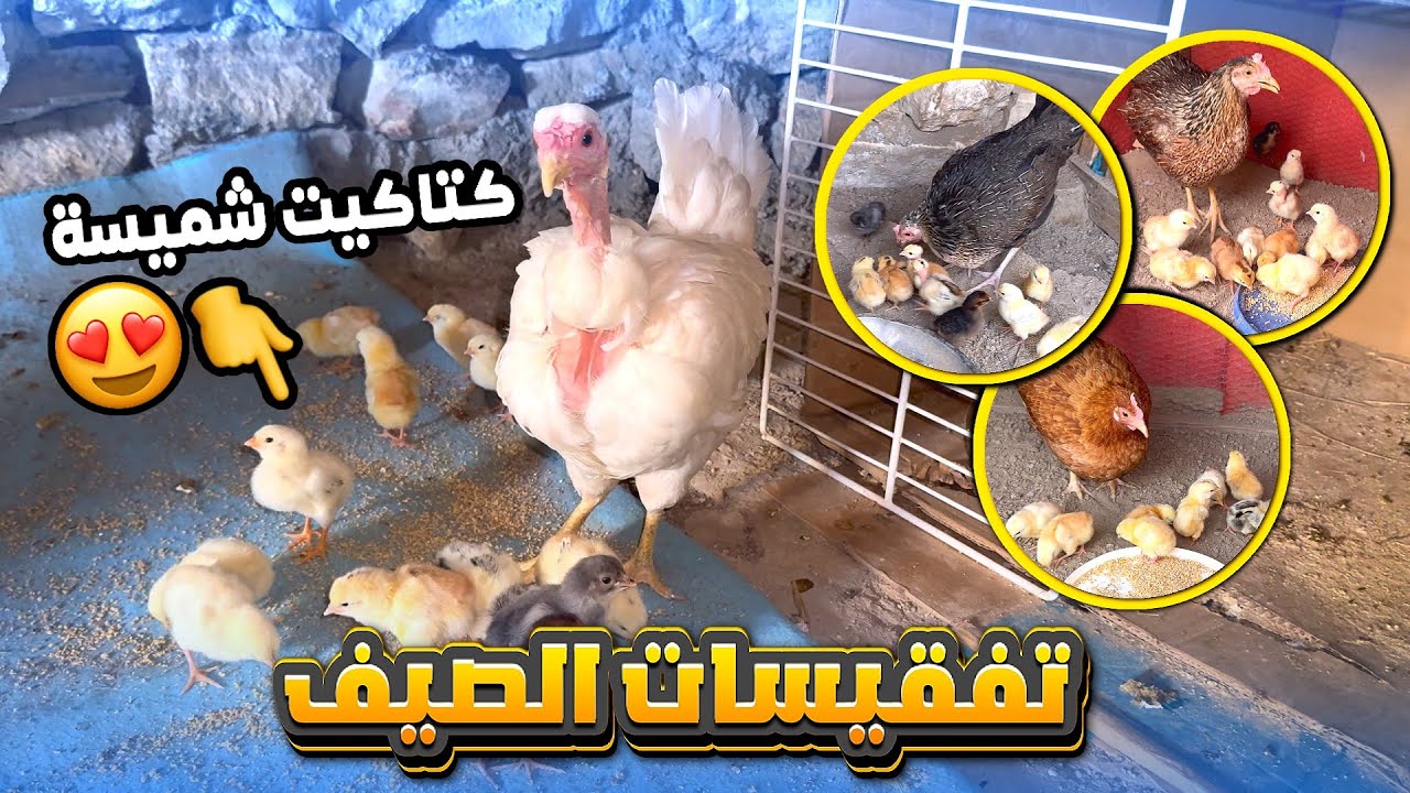 تفقيس 5 دجاجات🐣شوفو شكد ؟ + شلت الافراخ عن امهم
