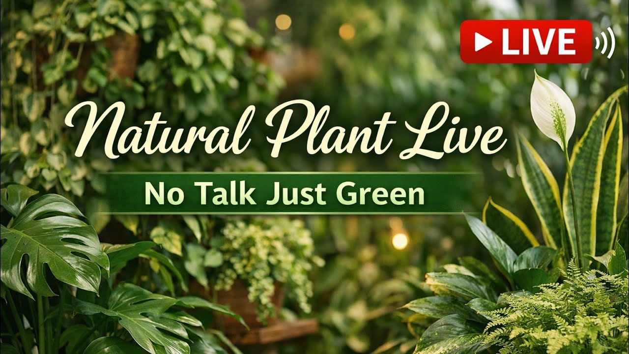 🌿 Natural Plant Live | No Talk Just Green